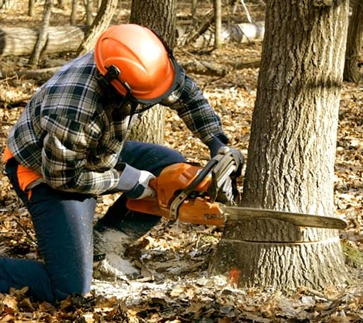 Tree Removal in Bass Lake, CA
